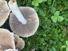 Candolleomyces