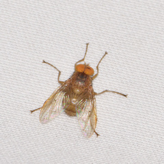 Ormia