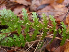 Filipendula vulgaris
