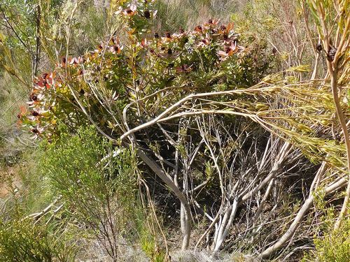 Leucadendron tinctum, photograph 1