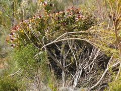 Leucadendron tinctum, photograph author not stated, no rights reserved