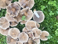 Candolleomyces