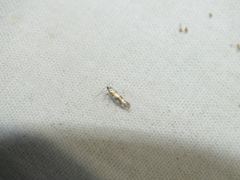 Argyresthia brockeella
