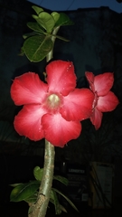 Adenium