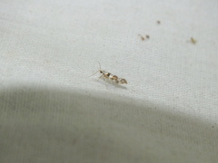 Argyresthia brockeella
