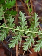 Filipendula vulgaris