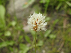 Allium