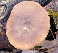 Lentinus brumalis