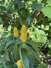 Pachystachys lutea