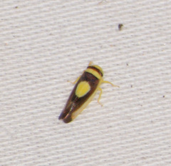Colladonus clitellarius