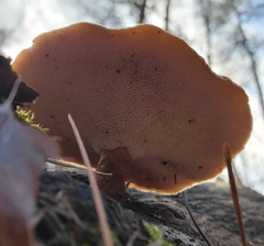 Lentinus brumalis