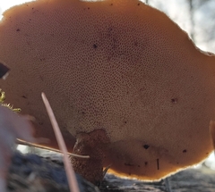 Lentinus brumalis