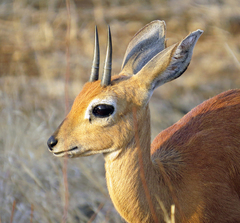 Raphicerus campestris campestris