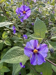 Lycianthes rantonnetii