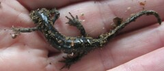 Ambystoma 'unisexual complex'