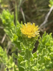 Helichrysum setosum