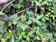 Osteomeles anthyllidifolia