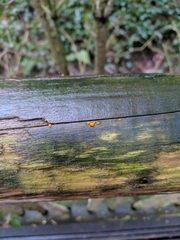 Dacrymyces stillatus