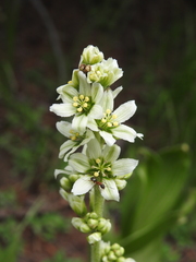 Melanthieae