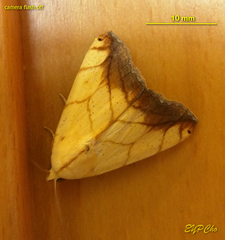 Xanthodes transversa