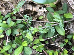 Osteomeles anthyllidifolia