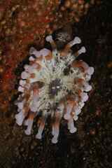 Telmatactis cricoides