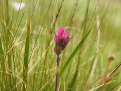 Castilleja lemmonii