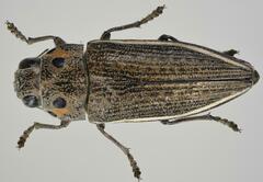 Lampetis quadriareolata