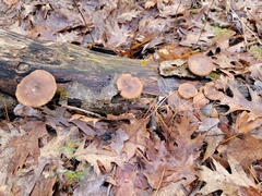 Lentinus brumalis