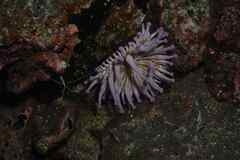 Telmatactis cricoides