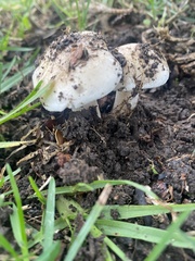 Hebeloma crustuliniforme