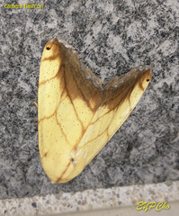 Xanthodes transversa