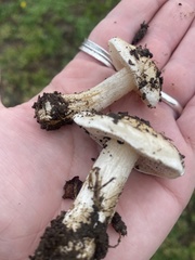 Hebeloma crustuliniforme