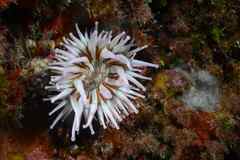 Telmatactis cricoides