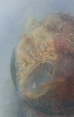 Aplidium