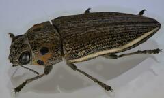 Lampetis quadriareolata