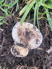 Hebeloma crustuliniforme