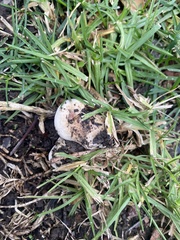 Hebeloma crustuliniforme