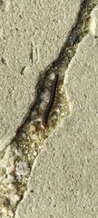 Oxidus gracilis