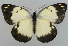 Belenois creona