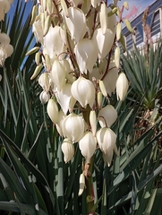 Yucca