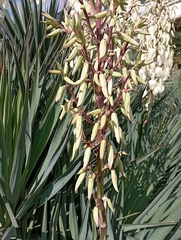 Yucca