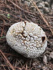 Lycoperdon marginatum