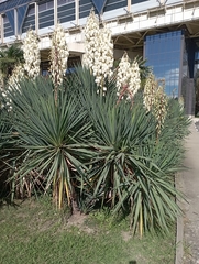 Yucca