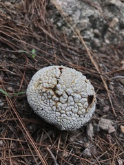 Lycoperdon marginatum