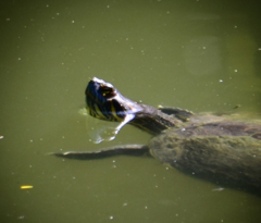 Trachemys venusta