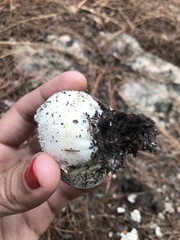 Lycoperdon marginatum