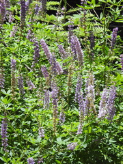 Lupinus latifolius