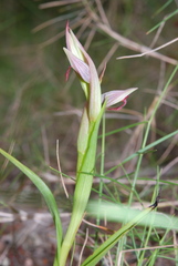 Serapias parviflora
