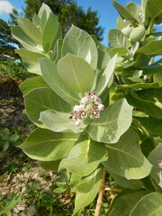 Calotropis procera